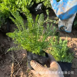 宿根花卉;一二年生花卉;灌木