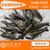 淡水澳洲龙虾苗 蓝色小龙虾苗 澳龙虾苗 淡水养殖虾苗批发|ru