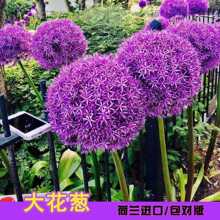 荷兰进口大花葱种球 盆栽花卉植物庭院地栽花种球根茎当年开花