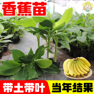 Banana Seedlings, Cold-Resistant Variety Zhongjiao No. 9 Dwarf Banana Seedlings, Pink Banana Seedlings, Emperor Banana Seedlings, Banana Saplings That Bear Fruit in the Same Year