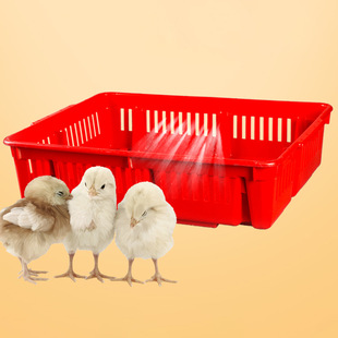 Shengsheng Chicken Frame Chick Draining Basket Transport Poultry Large Capacity Thickened Plastic Turnover Vegetable and Fruit Storage