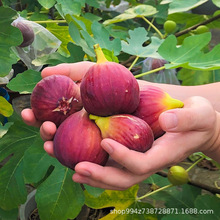 �������l�o���������������Ե��԰��������ϱ�������Y���o����