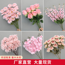 �ۼtɫ���滨��c��Y�÷ۼtɫϵ����·���廨�bٽ������l�S��