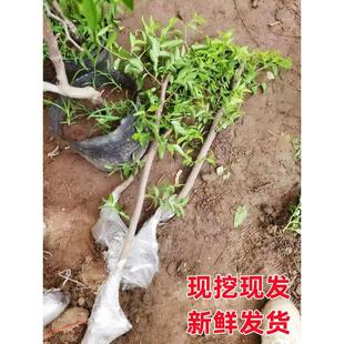 ������籱��������z�����Ե��԰�����������ش��Ϸ��Nֲ������