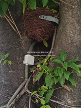 �Gɫ���ٴ����ܑ����쾰�b�������|늾����o����Ƥ���Ĺ�