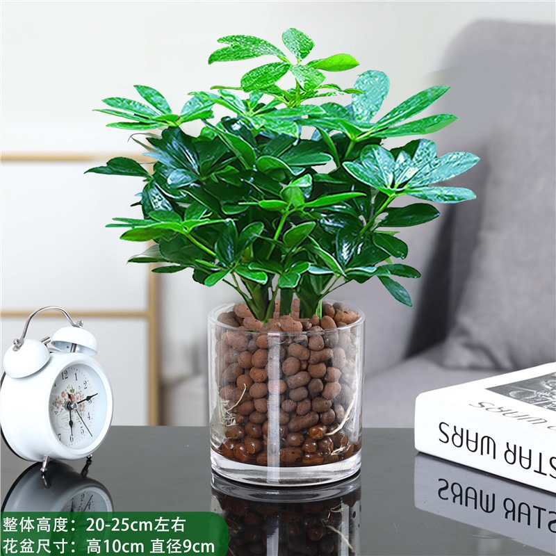 행운나무 4그루 25-30cm + 원통형 유리냄비 + 영양액