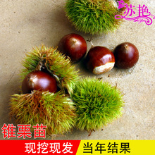 �޽Ӱ������� �F���� �F������ ���T�F���� �������箔��Y������