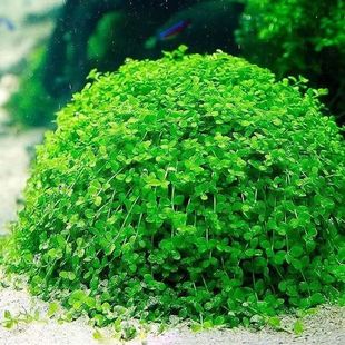 Climbing Mini Dwarf Pearls Lying on the Ground Aquatic Plants Fish Tank Landscaping Foreground Lawn Negative Freshwater Underwater Breeding Plants