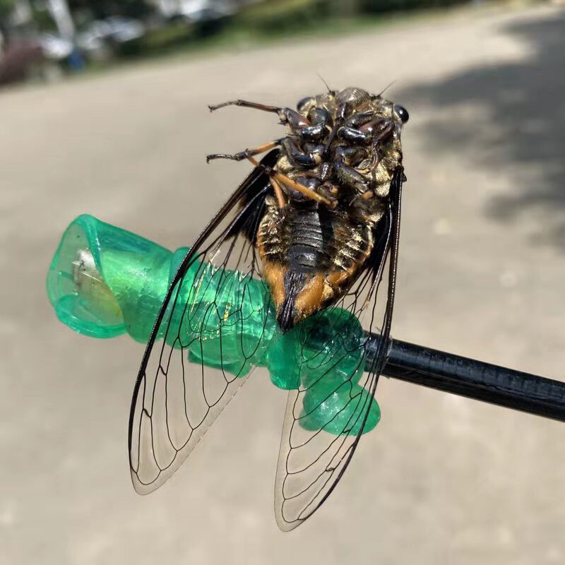 Professional Super Sticky Cicada-Catching Tool for Palm Grip, Small Green Hand, Wholesale Sticky Cicada Stick
