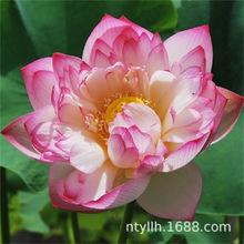 С�ۺɻ�������ˮ�Bɏź�N����ź�Nź��ɏ���^�p�Nźˮ��ֲ���ļ�