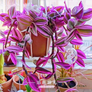 Oil Painting Wedding Spider Plant Potted Super Easy to Grow Foliage Plant Purple Leaf Spider Plant Office Green Plant Indoor Four-Season Florals