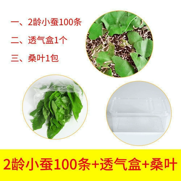 2 -year -old silkworm baby 100+air -breathable box+mulberry leaves