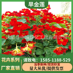Nasturtium Seeds Are Easy to Live in Spring & Fall and Sow Perennial Flower Seeds for Courtyard Landscaping and Four-Season Landscape Flower Sea Seeds