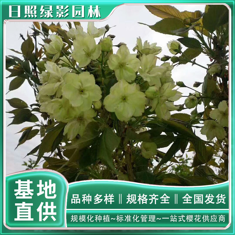 14461484959722495916 副本.jpg