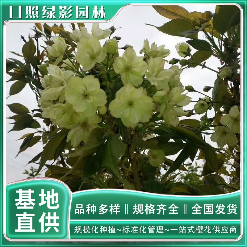 6 см тюльпан Вишневый саженец Цитата тюльпан Вишневый рынок зеленый теневой сад прямых продаж