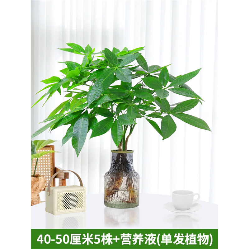 40-50cm 머니트리 [단일식물 5종]에는 영양액 1팩이 들어있습니다.