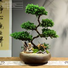 五层真柏造型盆景办公室内客厅绿植盆栽好养四季常青礼品摆件装饰