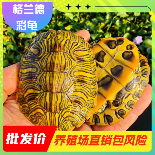 ���m�¾W�t�߲�����С������Ͳʰ��������w��ˮ�����߲��^�p����