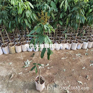 ��֦���m�o�˹�ζ������������Цˮ���������M��޽ӹ��箔��Y��