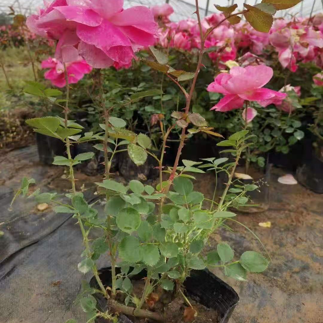 四季玫瑰营养钵苗西藏绿化小苗四季玫瑰庭院小区绿植