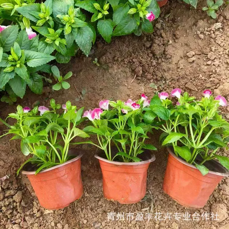 Декоративные сезонные цветочные клумбы можно использовать для ландшафтного дизайна сада. Рассада чашек Сяцзин, рассада Сяцзин, ландшафтные инженерные рассады.