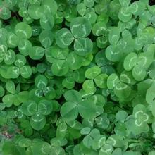 批发幸运草种子 三叶草种子 爱情草籽幸运草盆栽四季多年生500粒