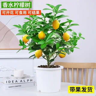 香水柠檬树盆栽苗水果柠檬浓香带果可食用室内客厅绿植物四季好养