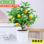 食用四季客厅盆栽苗