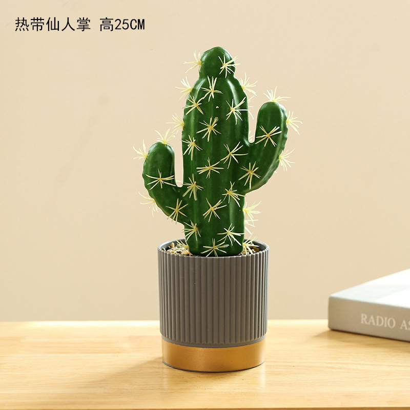 50144 Cactus tropical ☆