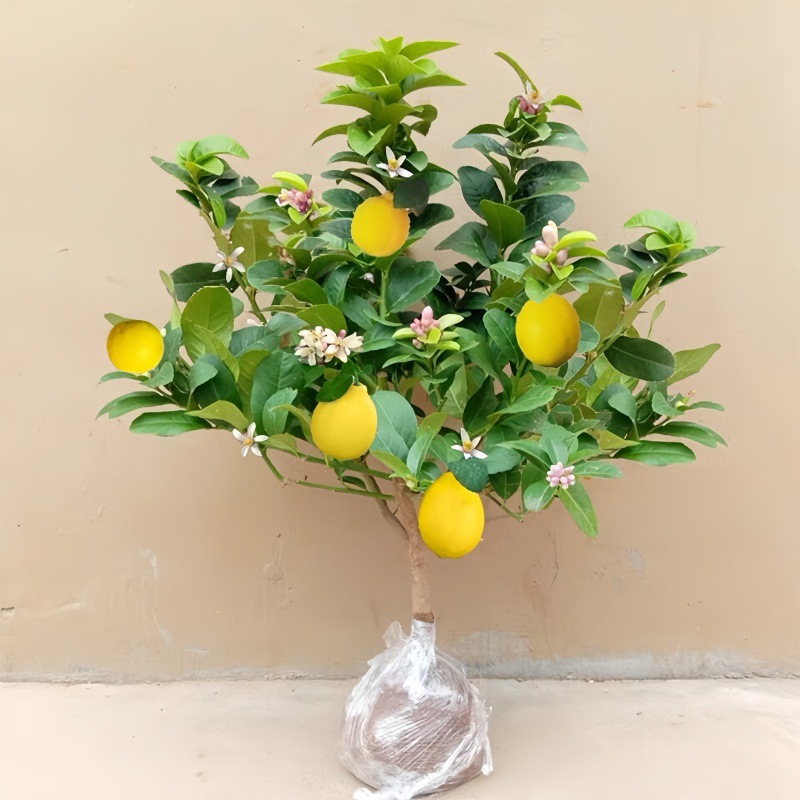 Perfume, árbol joven en maceta de limón con flores, flores comestibles con sabor a Luzhou, balcón, patio, pilas antiguas, resultados de la plantación