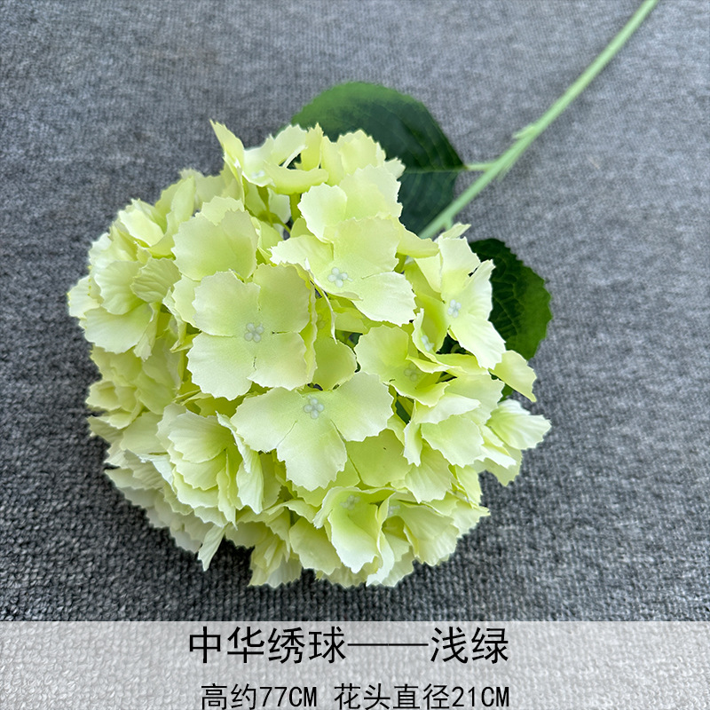 Hortensia China verde claro