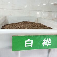 ²ɼטN ľN ƤN GľN