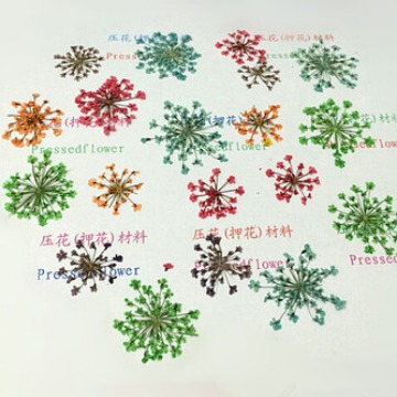 Dried flower factory wholesale lace flower snow bead flower star flower nail art dried flower glue mobile phone shell art flower