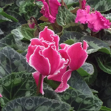 ���羳��؛�����羳��̡��ɿ́��N��  �}������ �ö��� ��������