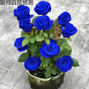 �{ɫ����Ϙ�ֱ�lõ�廨�_���ϸ������ļ��ش��҃��¼���������