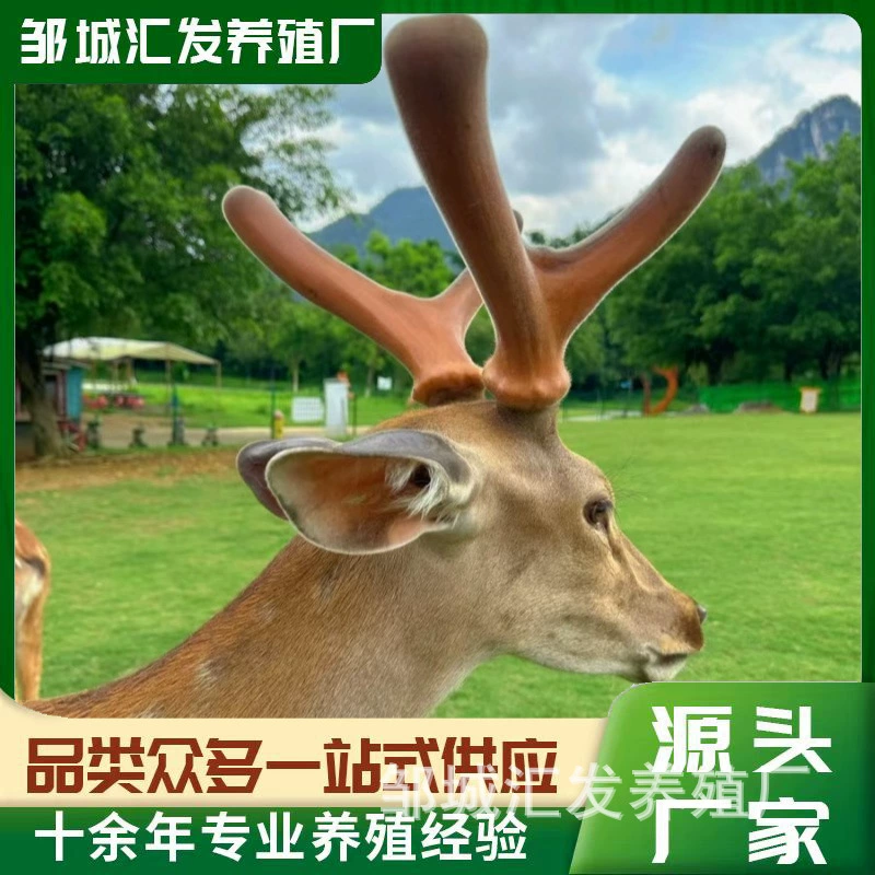 Специальное разведение живых сивокоров для пейзажных мест и садов, живые сивокоры на продажу.