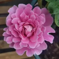 Одноцветные розы в горшках для дропшиппинга, розы для всех сезонов, вьющиеся растения, розовые саженцы, зеленые растения
