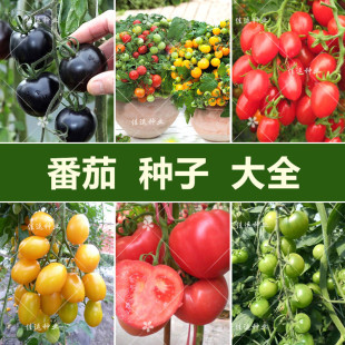 Dropshipping Tomato Seed Collection Balcony Potted Cherry Tomatoes Cherry Size Tomatoes Pink Fruit Easy to Sow in All Seasons