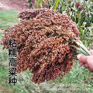 ճŴ�����N��ճŴ��Ŵճ�⿹���͝��߮aᄾƸ�������������ļ���