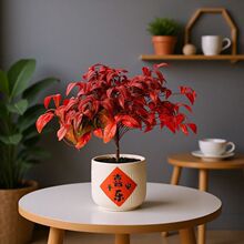 火焰南天竹盆栽客厅红叶植物盆景桌面绿植摆件蓝天竹树苗四季好养