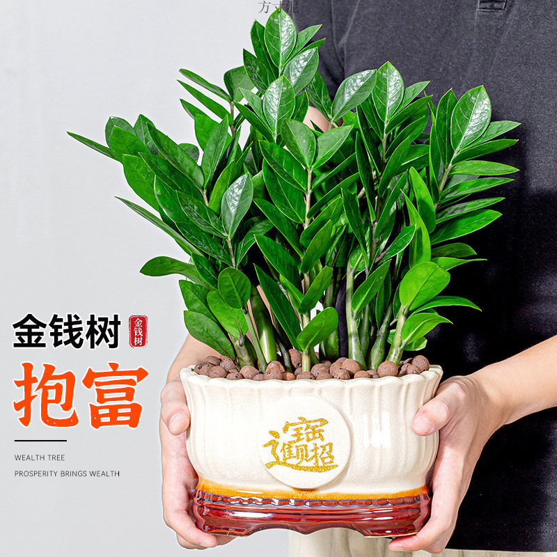 Money Tree Potted Plant Indoor Living Room Desk Money Tree All Year Round Evergreen Fortune Moving House Opening Flowers