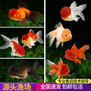 �t�{�Q피t���\���^��ˮ�~��ˮ�^�p�~���~���B�ͻ��С�ͽ��~���l