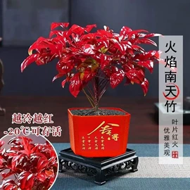 盆栽;干花;其他园林植物