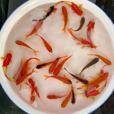 Living goldfish Small goldfish Fish Cold water Ornamental fish Practiced hand