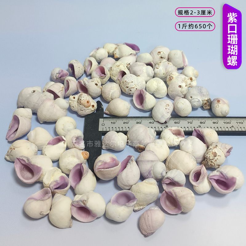 貝殻と法螺貝 1～2cmをポンド単位で販売、貝殻と砂を混ぜて手作りのDIYテーブルを製作、ドリフトボトルを製作|undefined