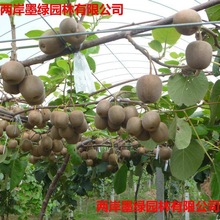 猕猴桃树苗果树果苗南北方品种植各种水果苗当年结果软枣猕猴桃苗