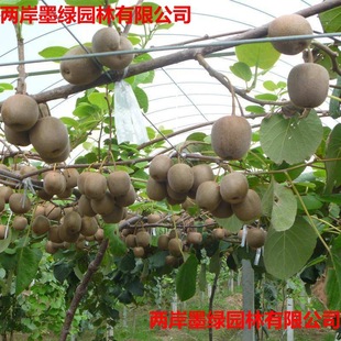 Kiwi Saplings, Fruit Tree Seedlings, Various Fruit Seedlings Planted in the North and South, Soft Jujube Kiwi Seedlings That Bear Fruit in the Same Year
