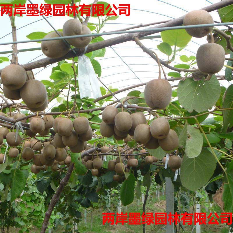 Саженцы киви, саженцы плодовых деревьев, различные саженцы фруктовых деревьев, посаженные на севере и юге, мягкие саженцы киви-женьшеня, которые в том же году дают плоды.