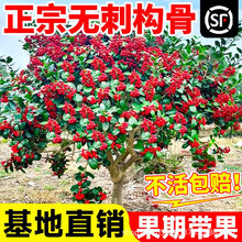 无刺枸骨树苗造型老桩有刺金玉满堂四季常青植物庭院园林绿化盆栽