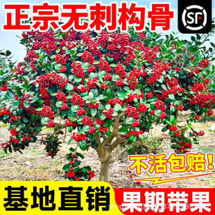 �o���۹ǘ��������Ϙ��д̽���M���ļ�����ֲ��ͥԺ�@�־G������